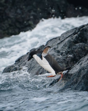 Téléchargez les photos : Deux pingouins de adelie plongent dans l'eau en Antarctique pendant que leurs amis les encouragent avec enthousiasme. - en image libre de droit