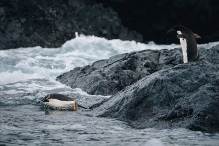 Foto de Dos pingüinos adelie se sumergen en el agua en la Antártida mientras sus amigos los animan con entusiasmo. - Imagen libre de derechos