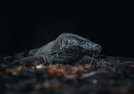 Téléchargez les photos : Le dragon Komodo est par terre. Perspective intéressante. La fusillade. Indonésie. Parc national de Komodo. Photo prise en Indonésie. - en image libre de droit