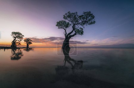 Téléchargez les photos : Les mangroves de Walakiri Beach, Sumba Island, Indonésie au coucher du soleil et à marée basse sous une lumière douce. Appelé arbres dansants. Photo prise en Indonésie. - en image libre de droit