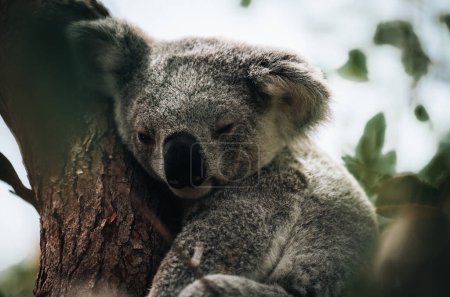 Photo for Koala resting and sleeping on his tree with a cute smile. Australia, Queensland. Photo taken in Australia. - Royalty Free Image