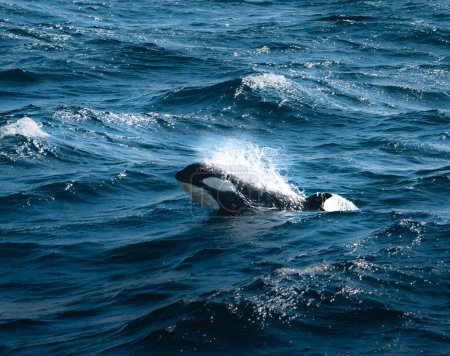 Orca Killer Whale Calf Surge en la Antártida, Groenlandia