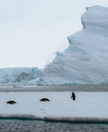 Téléchargez les photos : Pingouin Adélie en Antarctique entouré de neige et de glace. Concept de réchauffement climatique et de changement climatique - en image libre de droit