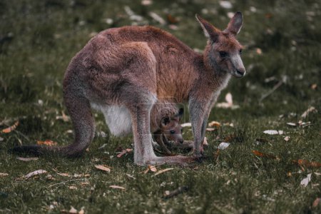 Foto de Madre canguro y bebé en bolsa. Canguro rojo hembra en la naturaleza. Australia, Queensland, nuevas gales del Sur - Imagen libre de derechos