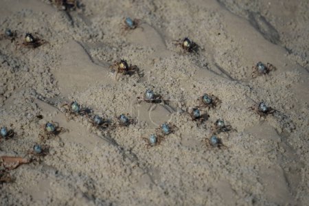 Téléchargez les photos : Soldat Crabe près de la plage, Côte Est Australie. - en image libre de droit