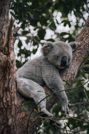 Foto de Koala descansando y durmiendo en su árbol con una linda sonrisa. Australia, Queensland. Foto tomada en Australia. - Imagen libre de derechos