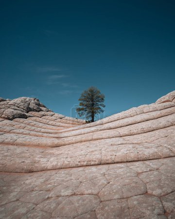 Photo for White Pocket, Vermilion Cliffs National Monument, USA. Ponderosa Pine tree. Blue sky. Travel and adventure concept - Royalty Free Image