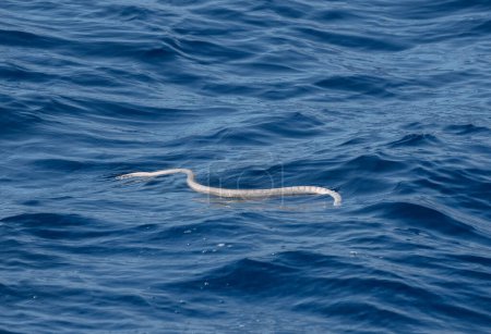 Téléchargez les photos : Grand serpent de mer, Hydrophis, sur la plage en Australie. - en image libre de droit