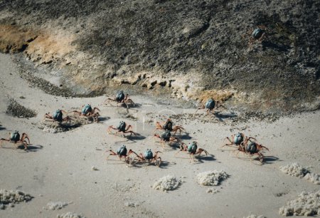 Téléchargez les photos : Crabe Soldat Sauvage, Whitehaven Beach, Îles Whitsunday. Elliott Heads River, Queensland, Australie. - en image libre de droit