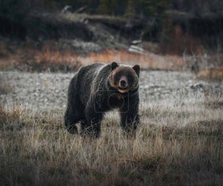 Foto de Primer plano de un oso pardo, ursus arctos horribilis, atlin, columbia británica, canada. - Imagen libre de derechos