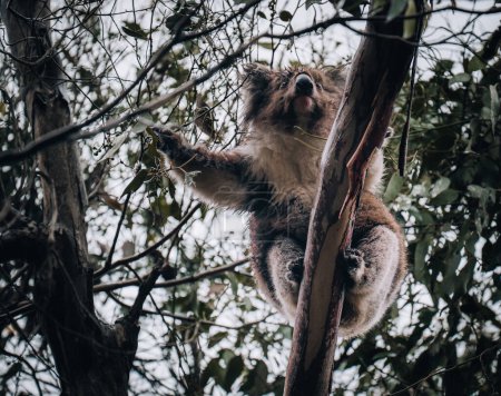 Koala in freier Wildbahn mit Kaugummibaum an der Great Ocean Road, Australien. Irgendwo in der Nähe des Kennet River. Victoria, Australien