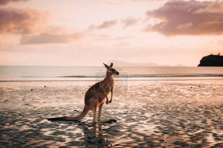 Canguro en la playa durante el amanecer en el Parque Nacional Cabo Hillsborough, Mackay. Queensland, Australia