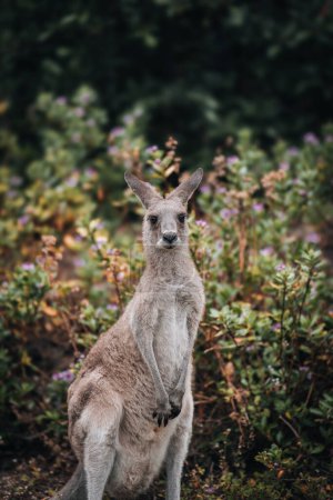 Foto de El canguro Wallaby se esconde en la hierba a orillas del lago. Vida silvestre australiana. Queensland. - Imagen libre de derechos