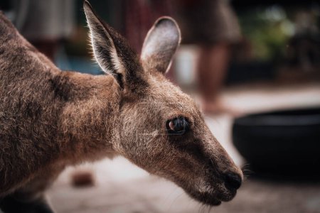 Téléchargez les photos : Kangourou Wallaby se cache dans l'herbe sur la rive du lac. La faune australienne. Queensland. - en image libre de droit