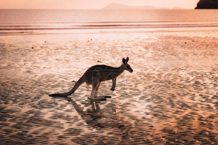 Photo for Kangaroo at the beach during sunrise in cape hillsborough national park, Mackay. Queensland, Australia - Royalty Free Image