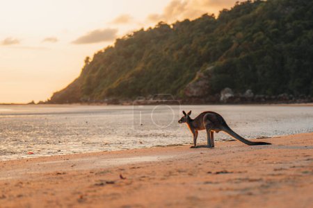 Foto de Canguro en la playa durante el amanecer en el Parque Nacional Cabo Hillsborough, Mackay. Queensland, Australia - Imagen libre de derechos