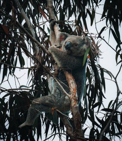 Téléchargez les photos : Koala sur l'écorce lisse d'une grande branche sous les feuilles d'un eucalyptus à Magnetic Island, Townsville, Queensland, Australie. - en image libre de droit