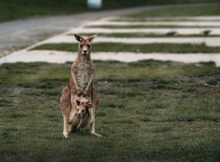 Australian western grey kangaroo with baby joey in pouch, new south wales, australia.