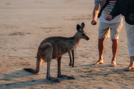 Téléchargez les photos : Kangourou à la plage au lever du soleil dans le parc national du cap Hillsborough, Mackay. Queensland, Australie - en image libre de droit
