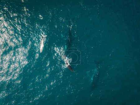 Téléchargez les photos : Rorqual à bosse et veau abattu par drone aérien dormant à la surface de l'océan en Australie, Nouvelle-Galles du Sud - en image libre de droit