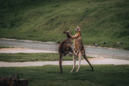Foto de Macropus giganteus Dos canguros grises orientales peleando entre sí en Tasmania en Australia. Un cruel duelo animal en el verde bosque australiano. Kickboxing ang boxeo dos luchadores - Imagen libre de derechos