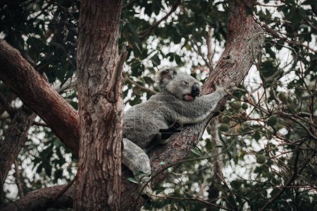 Téléchargez les photos : Koala sur l'écorce lisse d'une grande branche sous les feuilles d'un eucalyptus à Magnetic Island, Townsville, Queensland, Australie. - en image libre de droit
