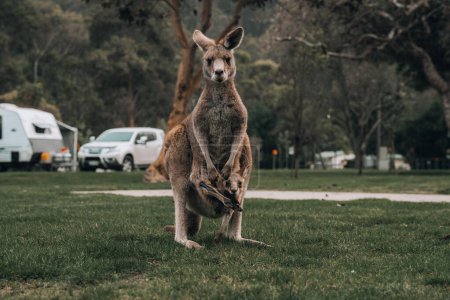 Foto de Canguro gris occidental australiano con bebé joey en bolsa, nuevas gales del sur, australia. - Imagen libre de derechos