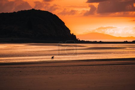 Canguro en la playa durante el amanecer en el Parque Nacional Cabo Hillsborough, Mackay. Queensland, Australia