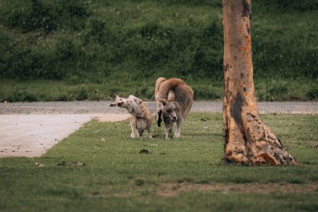 Foto de Macropus giganteus Dos canguros grises orientales peleando entre sí en Tasmania en Australia. Un cruel duelo animal en el verde bosque australiano. Kickboxing ang boxeo dos luchadores - Imagen libre de derechos