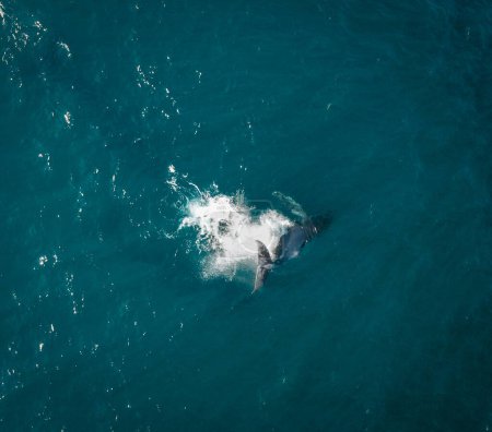 Humpback whale and calf aerial drone shot sleeping on the surface of the ocean in Australia, New South Wales