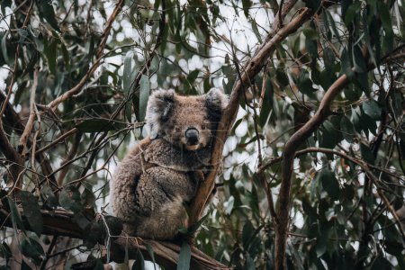 Téléchargez les photos : Koala à l'état sauvage avec un chewing-gum sur la Great Ocean Road, Australie. Quelque part près de Kennet River. Victoria, Australie - en image libre de droit