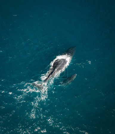Avión no tripulado ballena jorobada y ternera que duerme en la superficie del océano en Australia, Nueva Gales del Sur