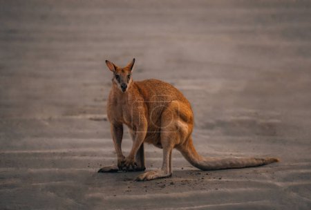 Téléchargez les photos : Kangourou à la plage au lever du soleil dans le parc national du cap Hillsborough, Mackay. Queensland, Australie - en image libre de droit