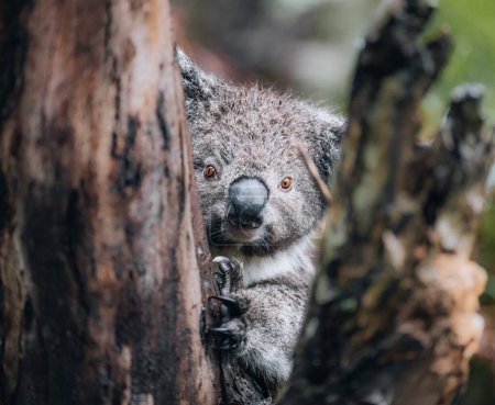 Foto de Koala en estado salvaje con chicle en Great Ocean Road, Australia. En algún lugar cerca del río Kennet. Victoria, Australia - Imagen libre de derechos