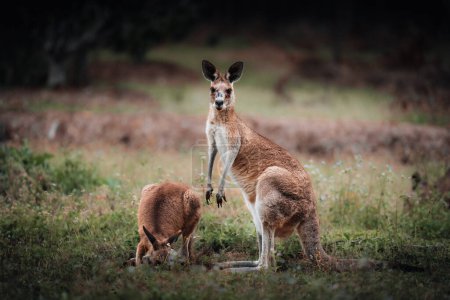 Foto de El canguro Wallaby se esconde en la hierba a orillas del lago. Vida silvestre australiana. Queensland. - Imagen libre de derechos