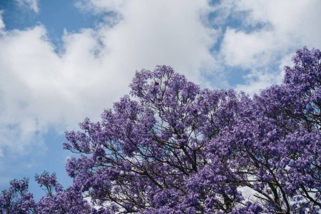 jacaranda tree at full bloom at Grafton kogarah, australia.