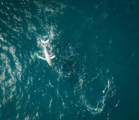 Humpback whale and calf aerial drone shot sleeping on the surface of the ocean in Australia, New South Wales