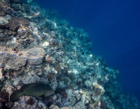 Téléchargez les photos : Photographie sous-marine avec variété de poissons et corail coloré de grande barrière de corail, Queensland, Australie. Concept de voyage exologique - en image libre de droit