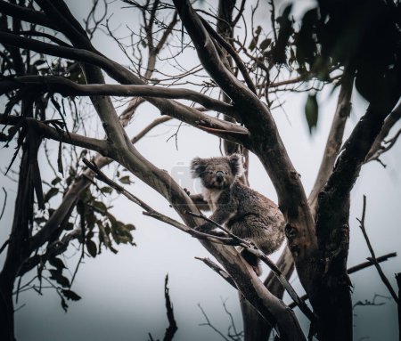 Koala in freier Wildbahn mit Kaugummibaum an der Great Ocean Road, Australien. Irgendwo in der Nähe des Kennet River. Victoria, Australien