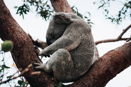 Koala sur l'écorce lisse d'une grande branche sous les feuilles d'un eucalyptus à Magnetic Island, Townsville, Queensland, Australie.