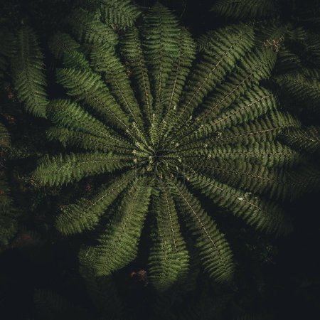 Gigantische grüne perfekte Farne, symmetrische Blätter, 1 Stunde Fahrt von Melbourne, Victorias Hochland, natürlicher Wald, Drohne, von oben nach unten, üppig, Australien, 4k.