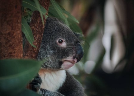 Photo for A wild Koala climbing a tree. soft focus. New South Wales, Victoria, Australia. Photo taken in Australia. - Royalty Free Image