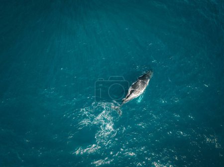 Photo for Humpback whale and calf aerial drone shot sleeping on the surface of the ocean in Australia, New South Wales - Royalty Free Image