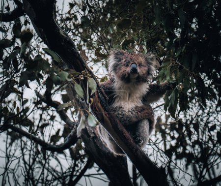 Photo for Koala in the wild with gum tree on the Great Ocean Road, Australia. Somewhere near Kennet river. Victoria, Australia - Royalty Free Image