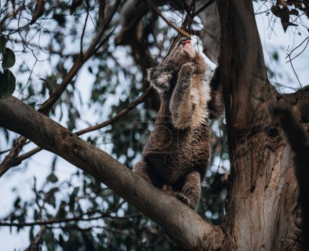 Koala à l'état sauvage avec un chewing-gum sur la Great Ocean Road, Australie. Quelque part près de Kennet River. Victoria, Australie