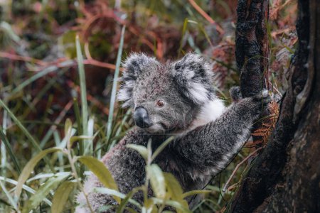 Koala en estado salvaje con chicle en Great Ocean Road, Australia. En algún lugar cerca del río Kennet. Victoria, Australia