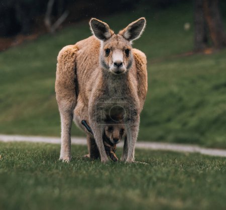 canguro gris occidental australiano con bebé joey en bolsa, nuevas gales del sur, australia.