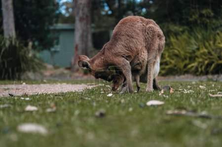 Australisches Westerkänguru mit Baby Joey im Beutel, neue Südwales, Australien.