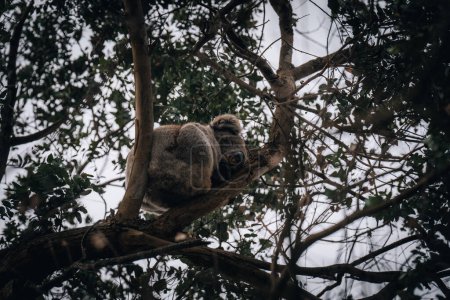 Koala en estado salvaje con chicle en Great Ocean Road, Australia. En algún lugar cerca del río Kennet. Victoria, Australia