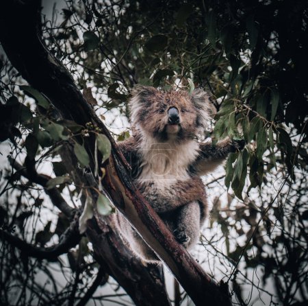Koala in the wild with gum tree on the Great Ocean Road, Australia. Somewhere near Kennet river. Victoria, Australia